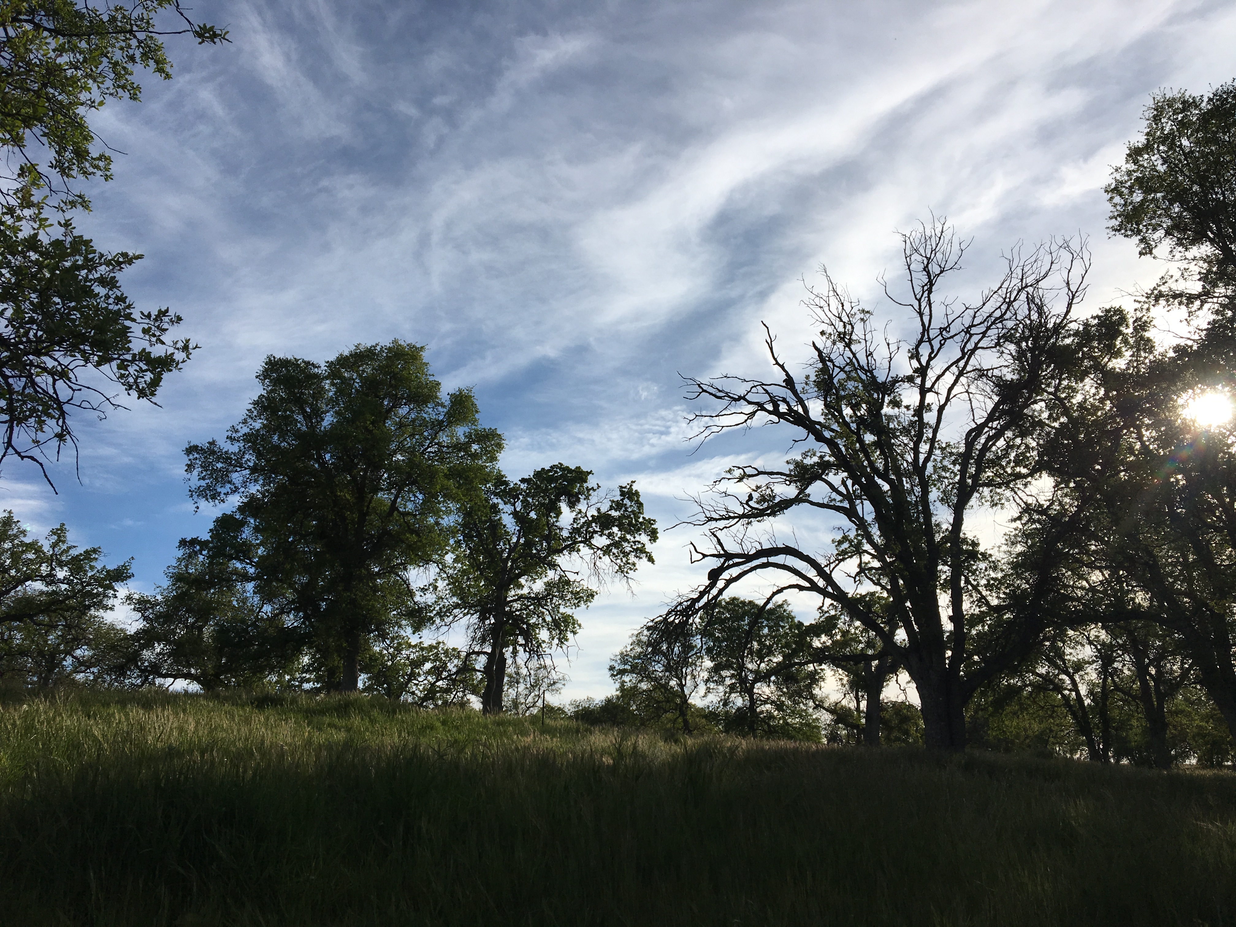 Sampling site. Oak trees tower over a green grassland with clouds in the background.