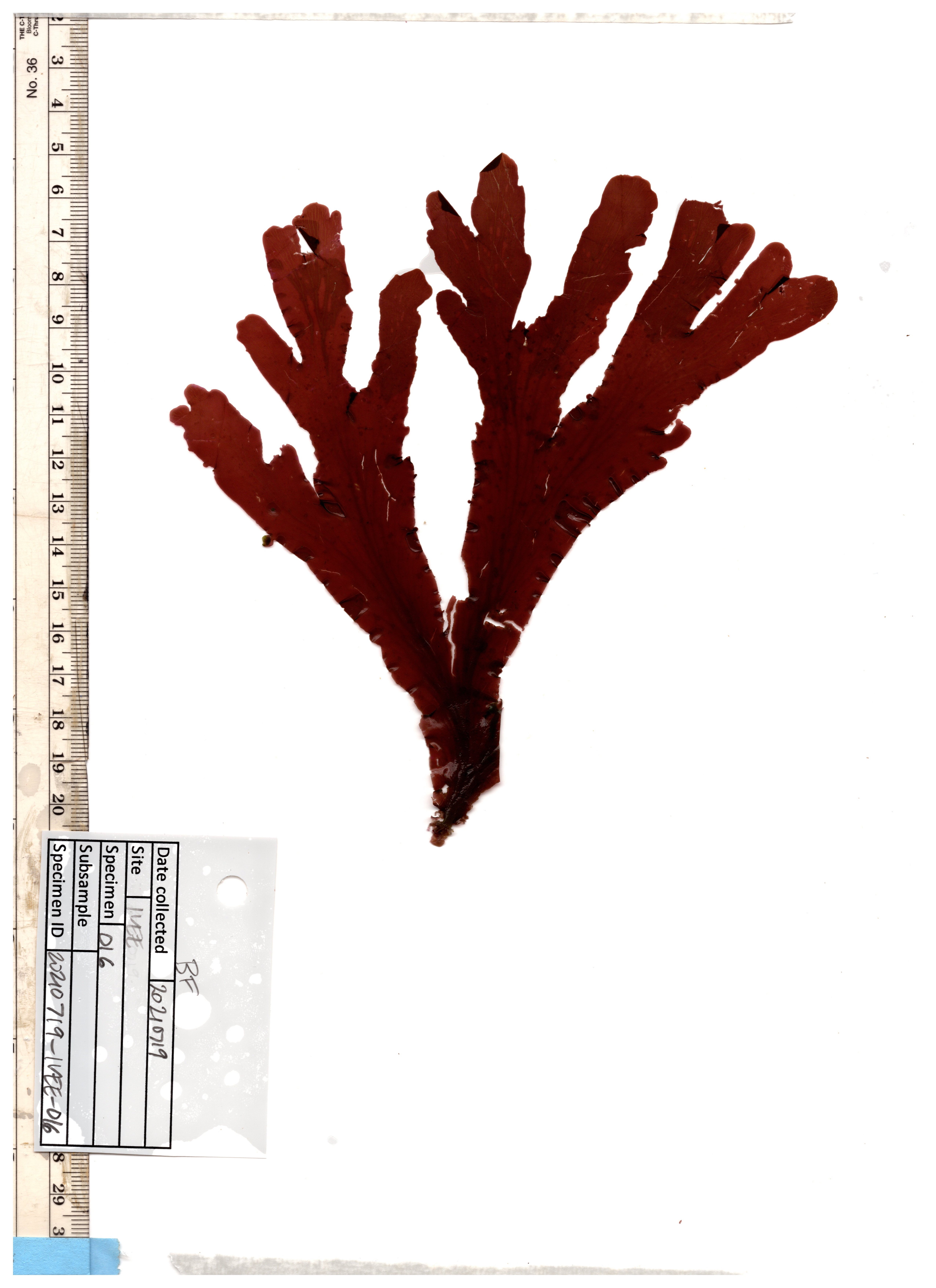 Scan of Cryptopleura ruprechtiana, a marine macroalgae, on a white background. There is a ruler on the left for scale, and the sample tag is in the bottom left corner.